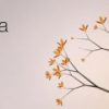 Eufloria Steam CD Key